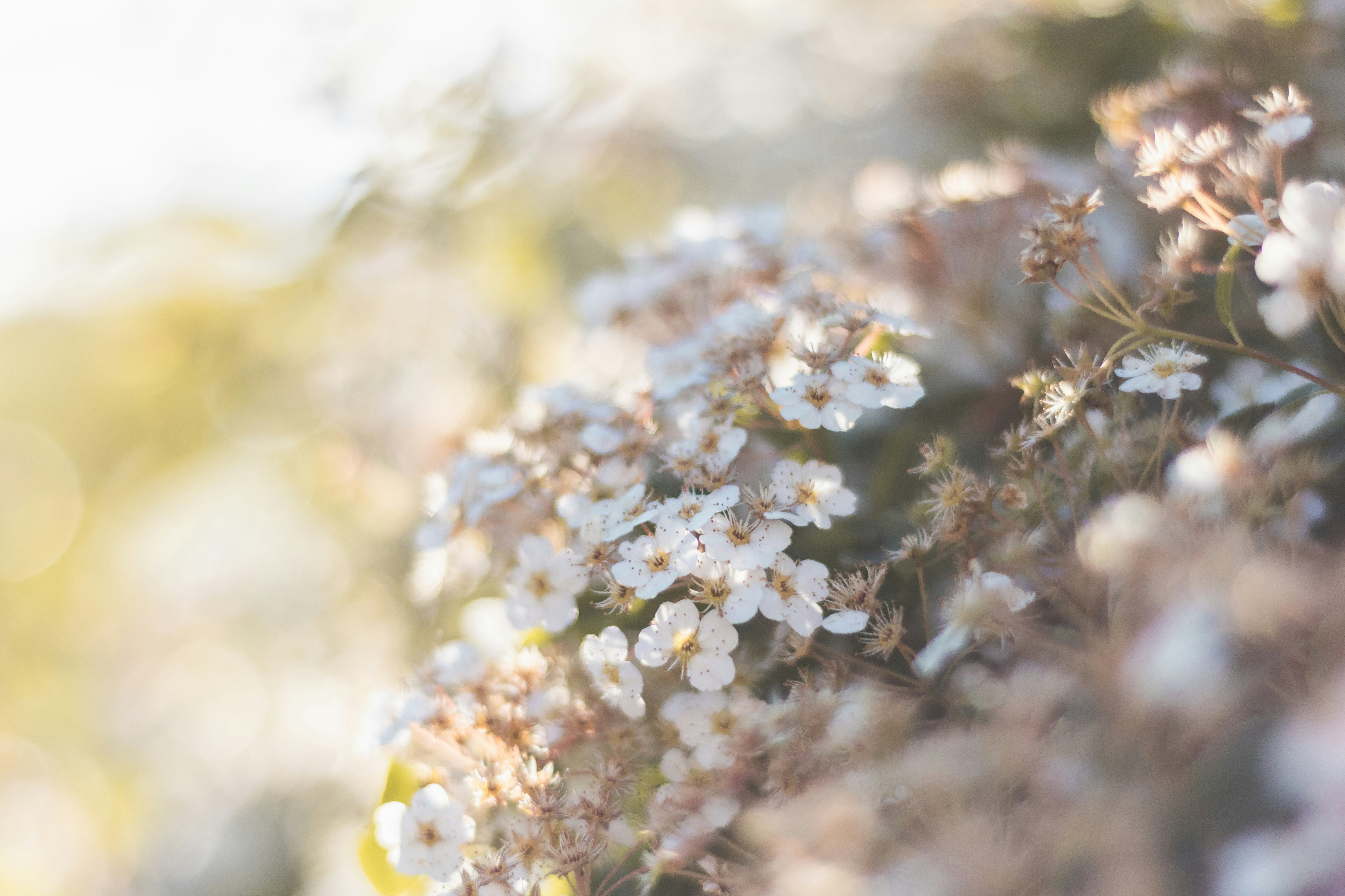 white flowers in tilt shift lens